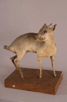 山羌藏品圖，第4張